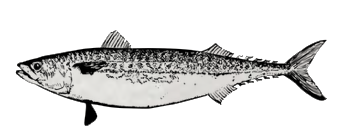 Snímek obrazovky 2025-11-30 v 17.34.42